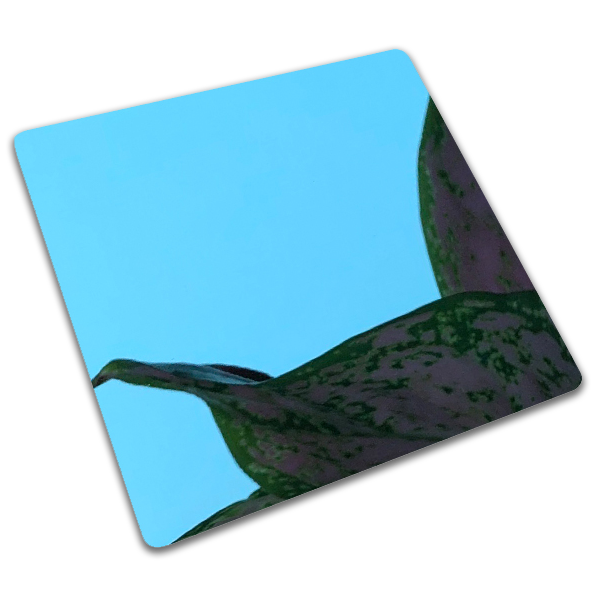 Mirror Polished Stainless Steel | Blue